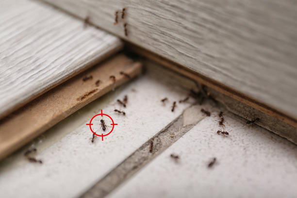 Best Pest Inspection Near Me  in Mulberry, FL