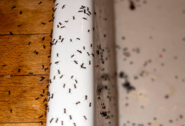 Best Termite Control Services  in Mulberry, FL