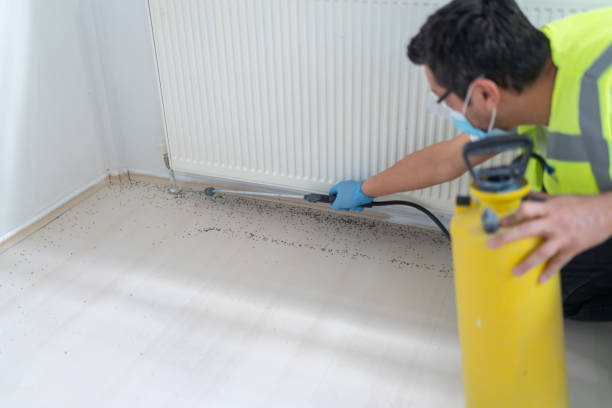 Best Wasp Removal Services  in Mulberry, FL