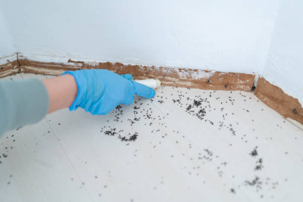 Best Pest Control Treatment  in Mulberry, FL